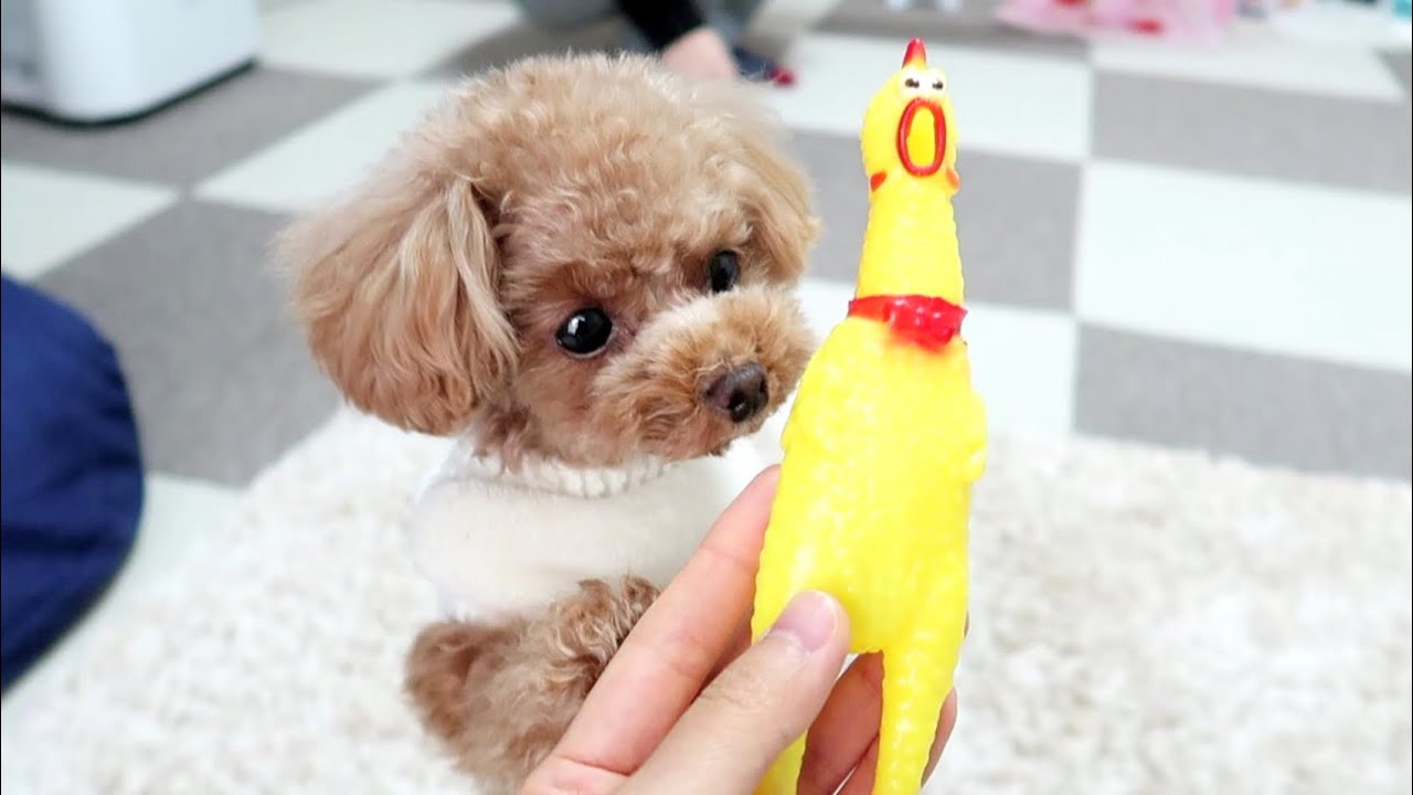 初めてガーガーチキンの絶叫を聞いた時の犬の反応 トイプードルのコロン Youtube