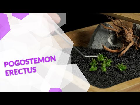 Pogostemon erectus Indische Sternpflanze in vitro Aquariumpflanze in Bodendecker für dein Aquarium