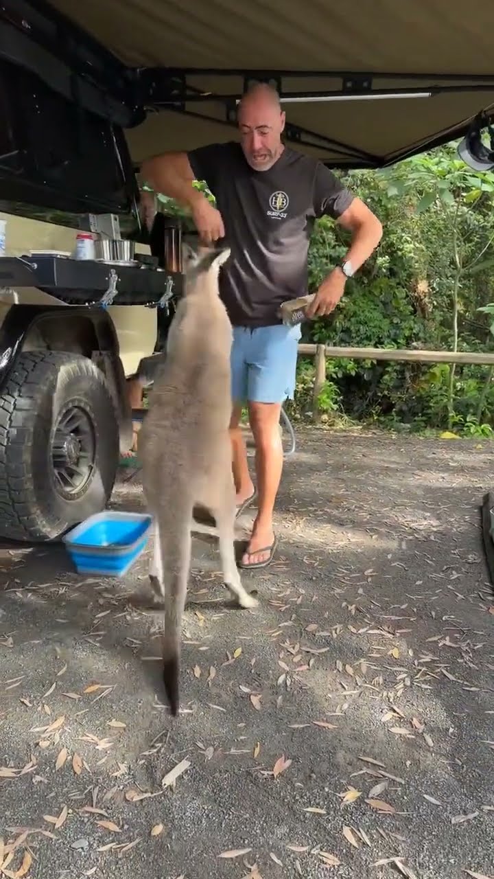 Kangaroo Tries To Steal Camper's Breakfast || ViralHog