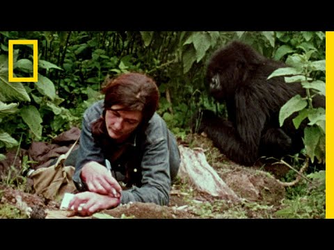 Dian Fossey Narrates Her Life With Gorillas in This Vintage Footage | National Geographic