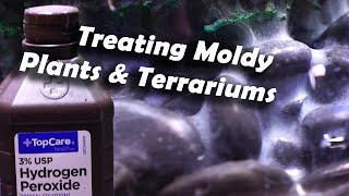 Treating Mold Issues || #TerrariumTuesday
