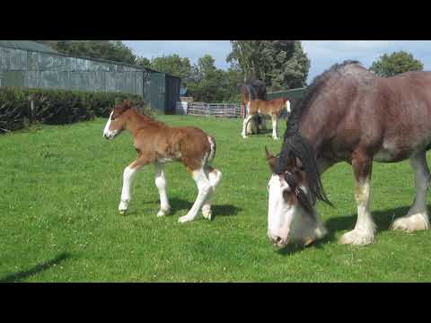 HILARIOUS! Gorgeous Clydesdale foal falls over with excitement!
