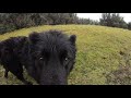 A nice walk on the Curragh plains with Ice