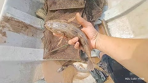 Dăn lưới cá dính cá chép to và thăm 12 cửa ngục dính cá bống tượng khủng