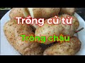 Cách trồng khoai từ bằng củ#trongtrot