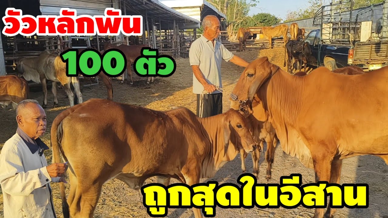 ขายยกคอก 100 กว่าตัวราคาหลักพัน  ส่งฟรีอีสาน
