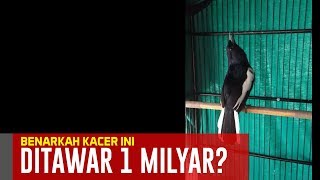 HEBOH!! BENARKAH Kacer Ini Ditawar 1 MILYAR