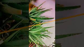 LIGHTROOM TUTORIAL BEFORE VS AFTER EDIT #shorts #shortsvideo #ytshorts