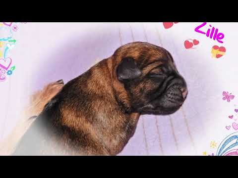 Vídeo: Raça De Gos Border Terrier Hipoalergènic, De Salut I De Vida