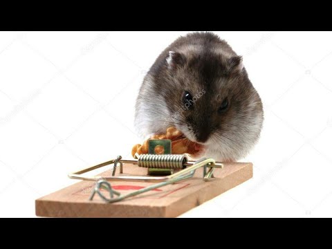 Βίντεο: Ποντικοπαγίδες (22 φωτογραφίες): το καλύτερο δόλωμα για ποντίκια, είδη ποντικοπαγίδων. Πώς να το κάνετε μόνοι σας