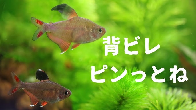熱帯魚 癒しのアクアリウム 熱帯魚水槽 ロージーテトラ Youtube 熱帯魚 癒しのアクアリウム 熱帯魚水槽 ロージーテトラ Youtube