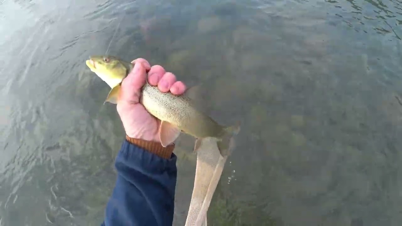 маринка на поплавок