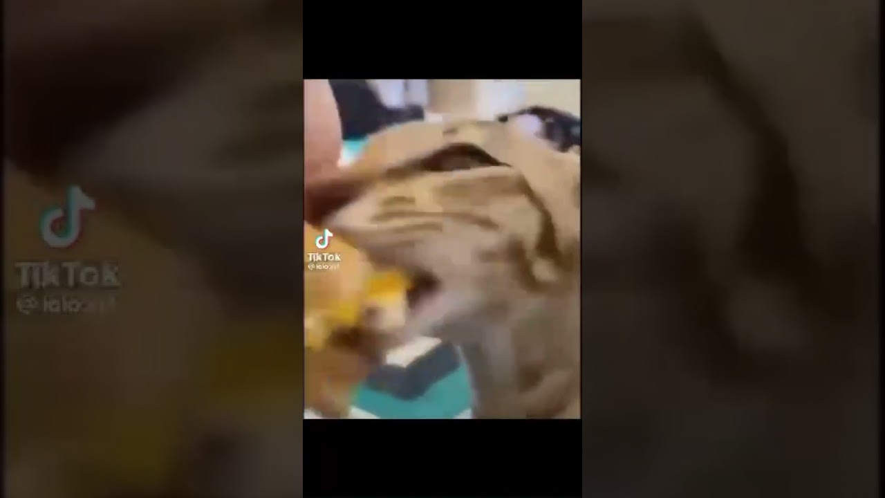 memes my friends sent me part 3