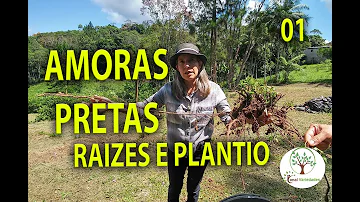 Quando a amora produz?