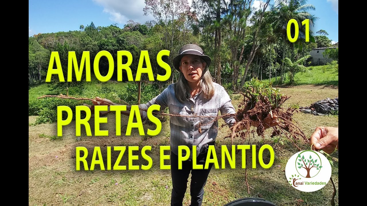 CULTIVO DE AMORAS, RAIZES E PLANTIO CORRETO 01, Plantar em Casa