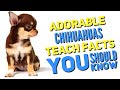 Chihuahua Quiz