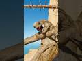 【なぜ】Dレックスが崖から飛び降りていた/[Why?] D-Rex was jumping off the cliff. #dinosaur