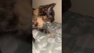 Download Lagu Yoki #adoreble #famous #cutecat #cutepet #cute #cat #catvideos #kitty MP3