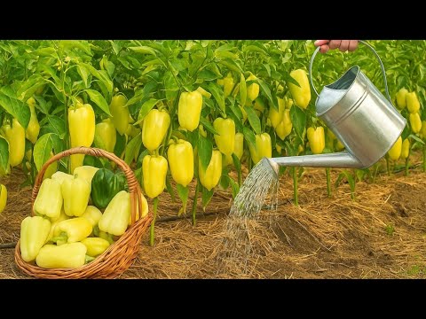 Samo 1 litra ovog hranjiva i paprika će rasti kao luda! Prirodno za dupli prinos!