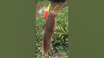 Câu Cá Rô Đồng - Câu Dính Cá Trê Bạch Tạng, Cá Trê Đột Biến #3 - Hoàng Trúc fishing #shorts