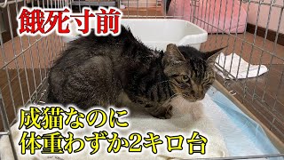 【また捨てられた】餓死寸前ガリガリに痩せ細った捨て猫の緊急レスキュー