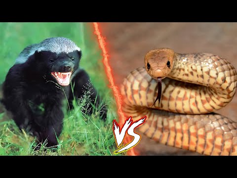 اخطر المعارك التي تم تصويرها بين غرير العسل و الافاعي