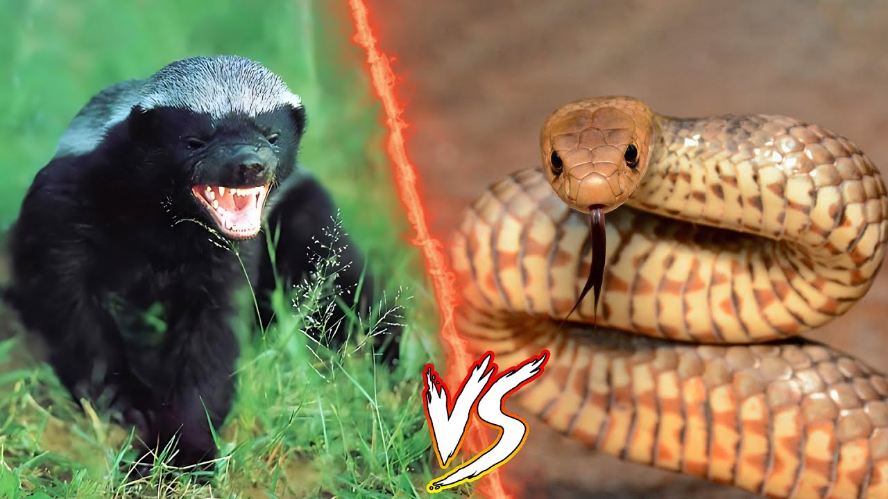 اخطر المعارك التي تم تصويرها بين غرير العسل و الافاعي