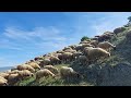 Фарма Јованови 23.мај.2021г.(Дел1)🐏🐑