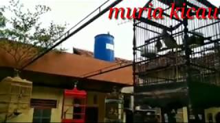 Download Lagu mampir ke rumah salah satu penghobi trucukan lomba MP3