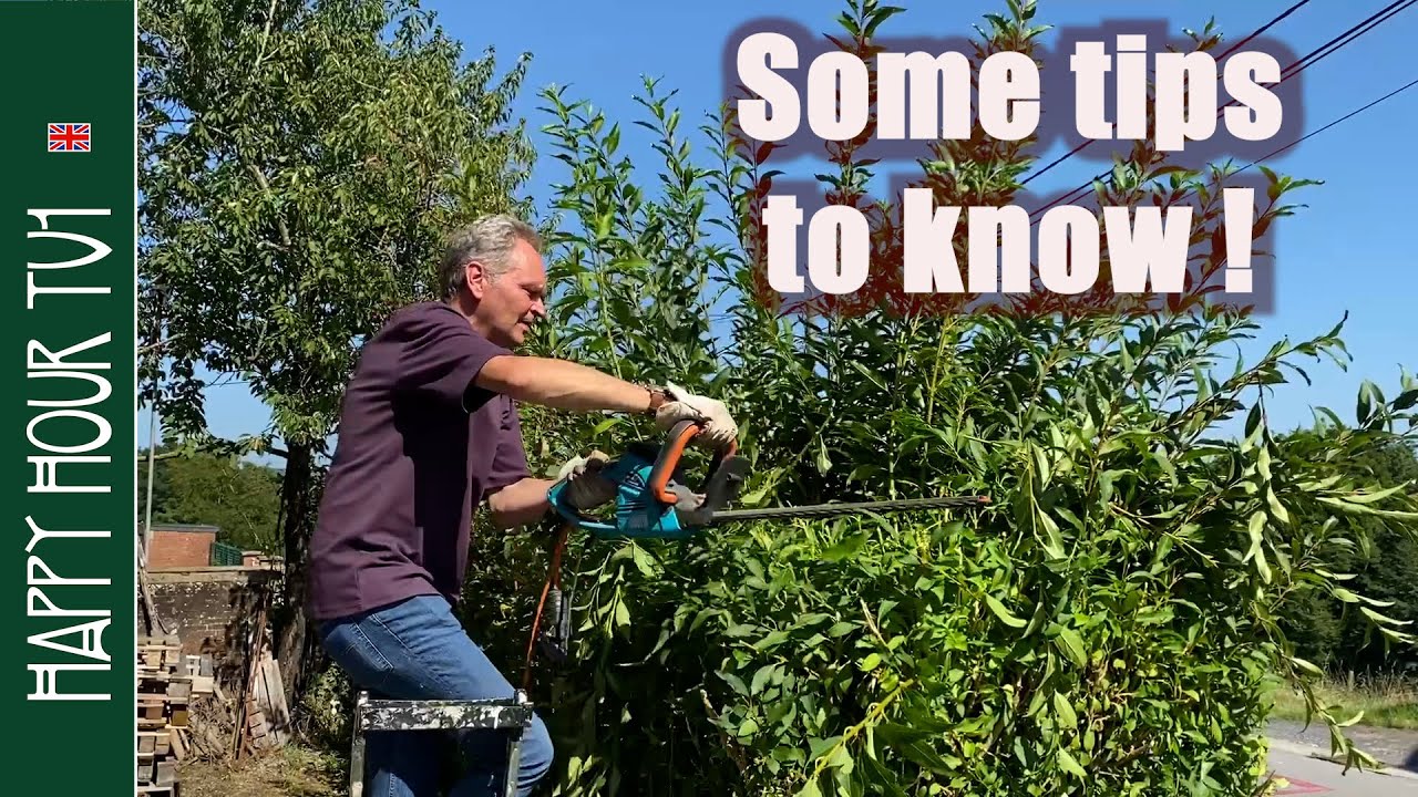 How to trim a garden hedge - YouTube