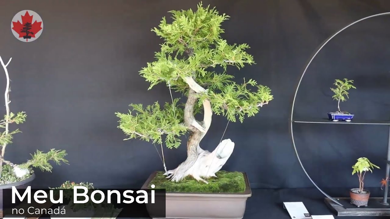 Exposição de Bonsai em Winnipeg Parte 3, Outubro 2022 YouTube
