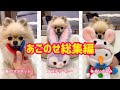 【あごのせ総集編】どんな時もどんな物も あご 乗せちゃうんです‼️