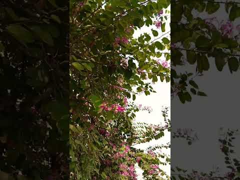 #nature #love #trending #travel #viralvideo #video #shorts #shortvideo #song #shortsfeed #short #