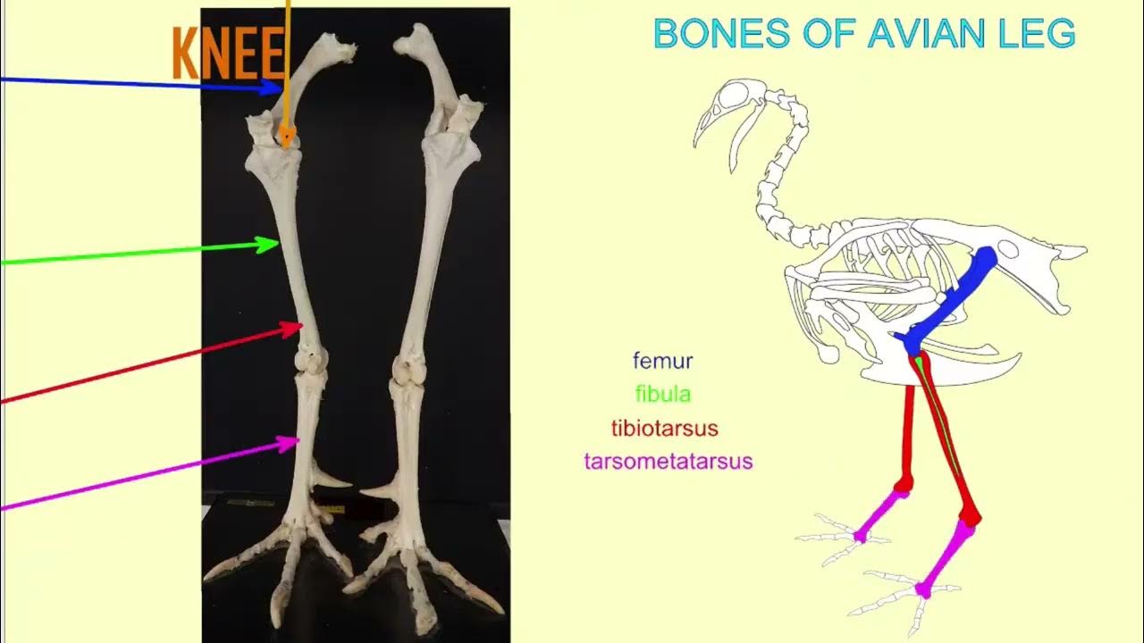 Birds legs. Тибиотарзус у птиц. Кости птиц. Ноги птиц. Скелет птиц тибиотарзус.