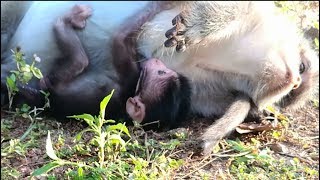 Bravo Newborn Baby Monkey Just Born One More.