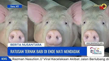 @JAVATV_OFFICIAL  RATUSAN TERNAK BABI DI ENDE MATI MENDADAK
