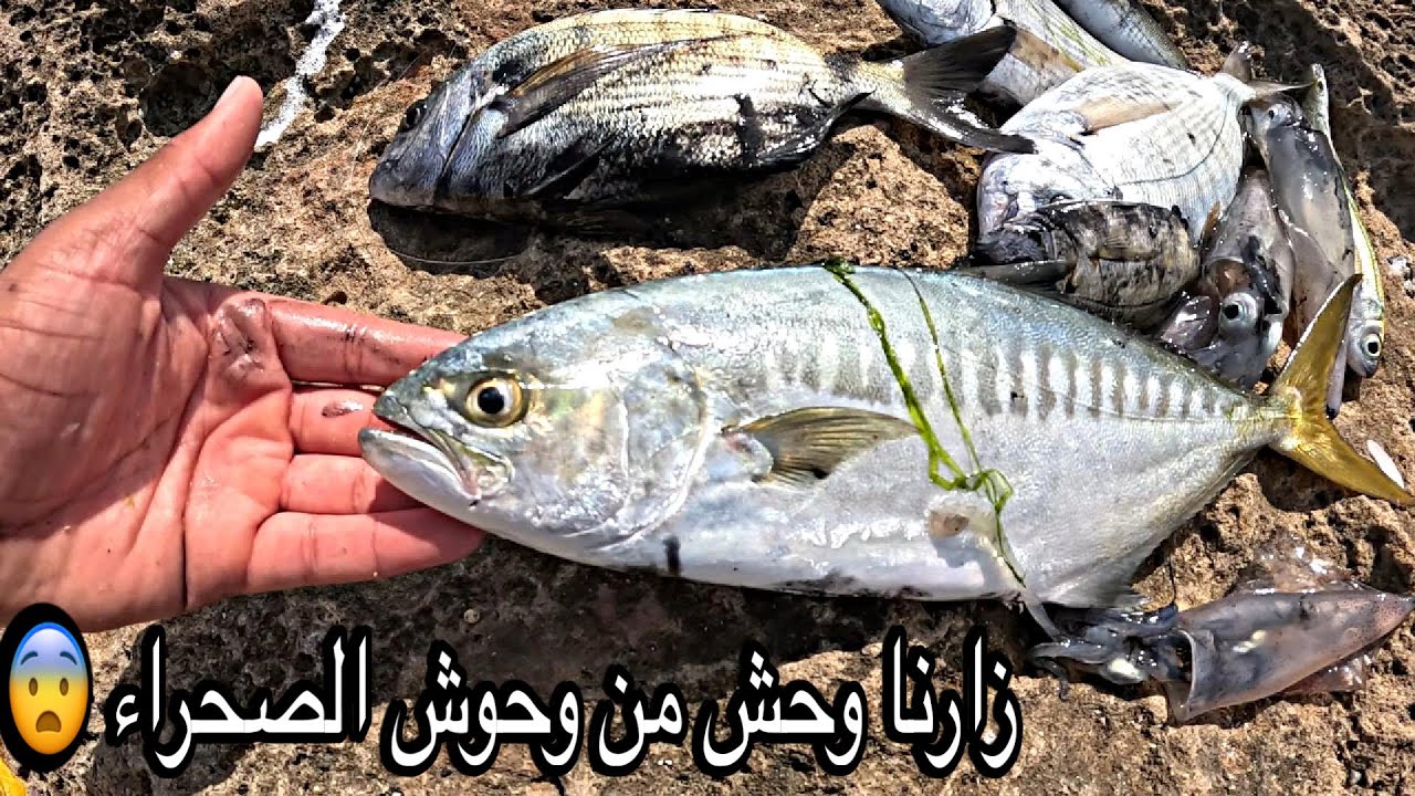 صيد الكلامار 🦑 و الشرغو🐟 و أوراغ المفترسة 👈🏼من كل فن طرب 🫡