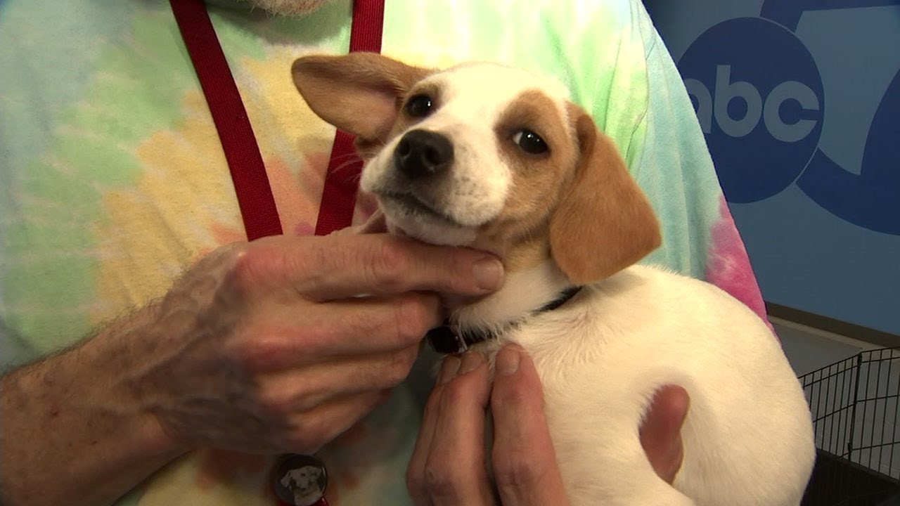 VIDEO: Peninsula Humane Society at ABC7