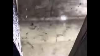 Suara walet asli original # suara walet viral #menghebokan semua petani walet