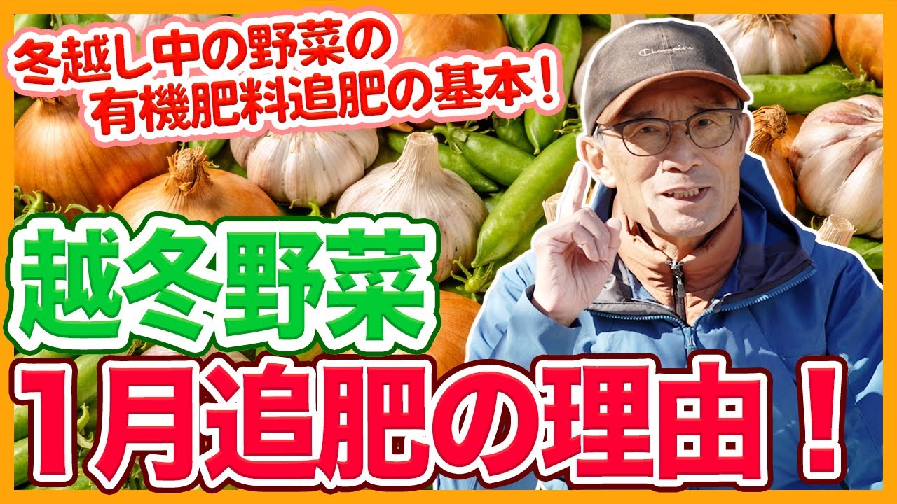 家庭菜園や農園の越冬野菜に1月に追肥をする理由！春先に効かせるコツとスナップエンドウ、そら豆、イチゴ、ニンニク、玉ねぎの育て方！【農家直伝】