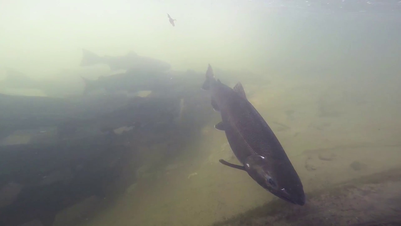 Concentration de saumons Coho rivières du lac Ontario Lomechuse