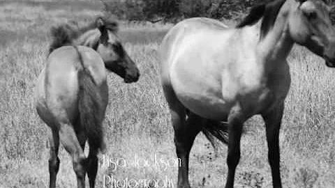 The Spirit of Blackjack Mountain Mustangs