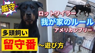 留守番ルーティン 多頭飼いの留守番 ドッグラン 闘犬ロットワイラー 強犬アメリカンブリー Youtube