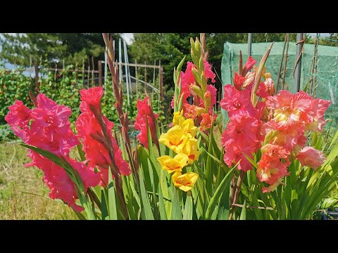 How to grow Gladiolus / Gladioli in UK and USDA 8: easy to grow, colourful and great for pollinators