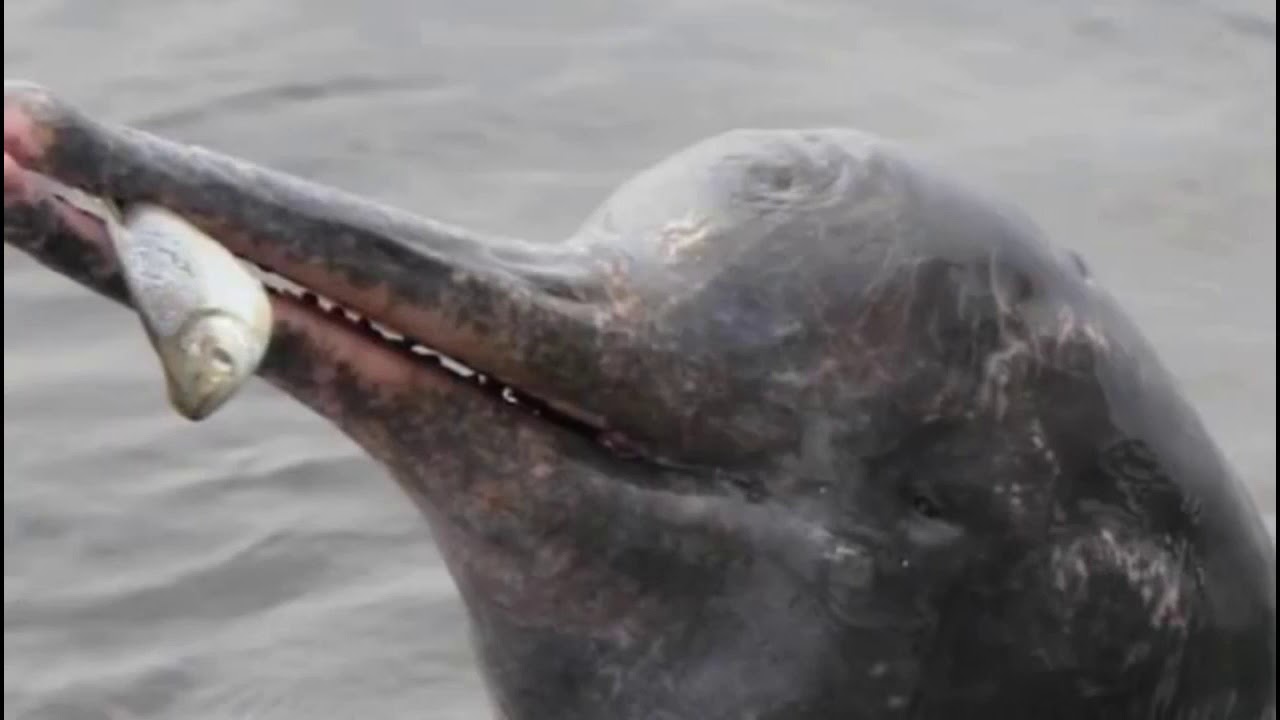 History of longest river of Pakistan also called Indus River