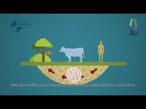 VIDEO 03 რა კომპონენტებისგან შედგება ეკოსისტემა?