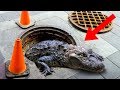 Most BIZARRE Discoveries Made In Sewers!