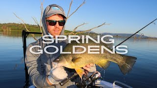 Spring Goldens - LAKE HUME