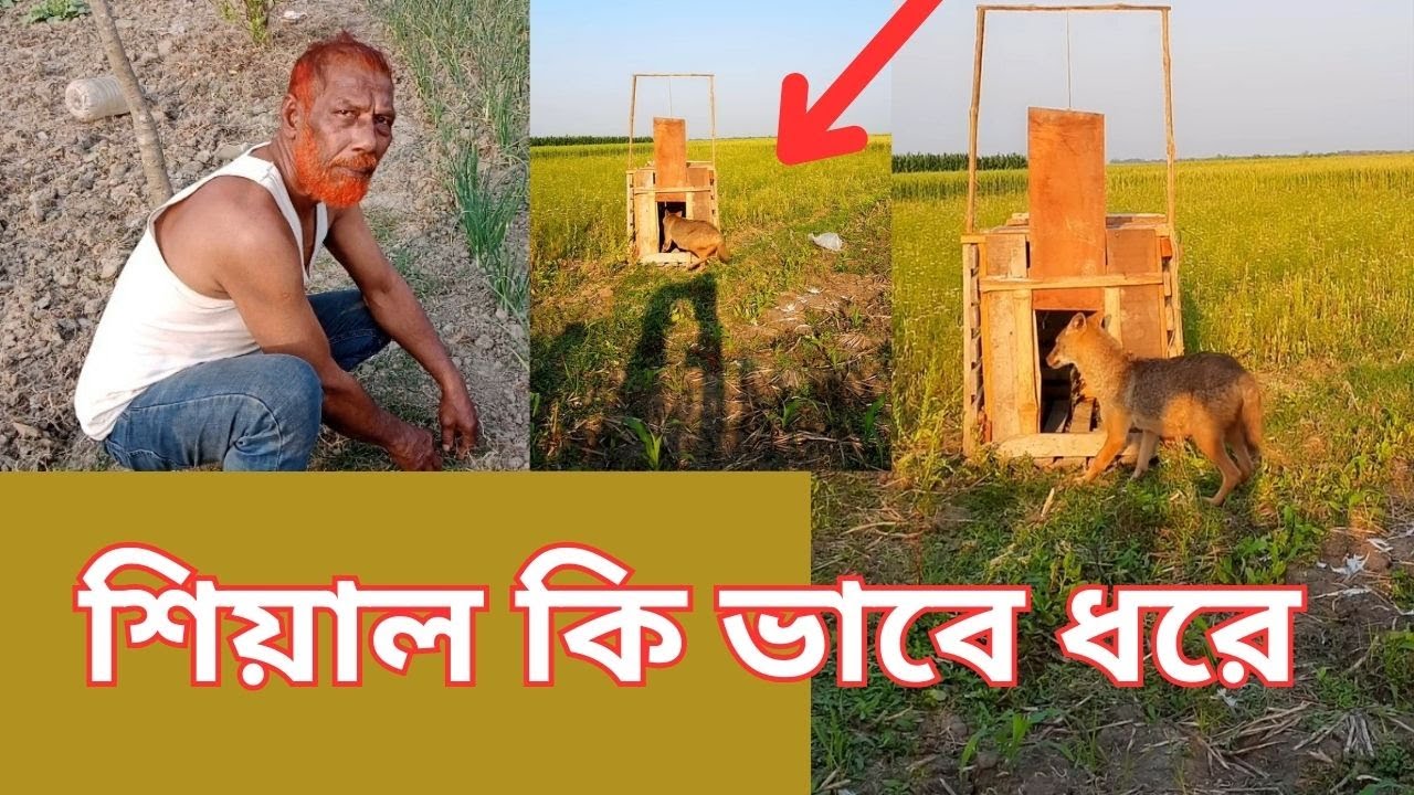 Fox catching technique - Wooden trap - Cvb Tv