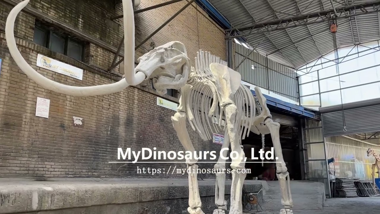 National Museum Exhibition Animal Fossil | Mammoth Skeleton